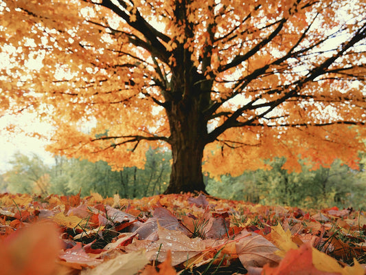 Falling for Mabon: The Balance Of Autumn Equinox